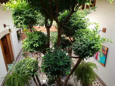 Jardín al aire libre en Meztli: Casa Boutique & Spa