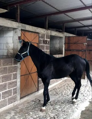 Animales en el hostal o pensión o alrededores