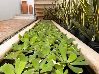Jardín al aire libre en Hotelito Zicatela