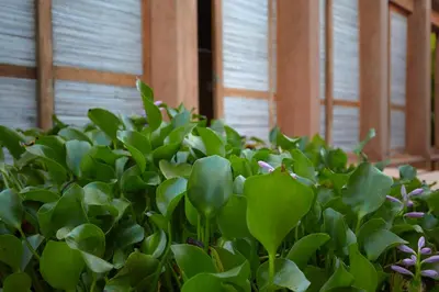 Jardín al aire libre en Casa Volta cerca de casa Wabi.