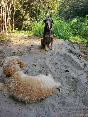 Mascotas con sus dueños en Glamping Cabaña de Granja El Sol Teques y Naturaleza