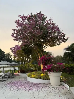 Jardín al aire libre en Xhiara Hotel