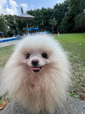 Mascotas con sus dueños en Sampaz