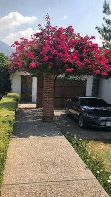 Plano de La casa de los cipreces