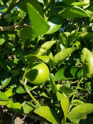 Jardín al aire libre en Casa Aragón Ortíz