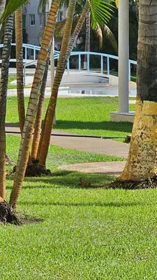 Jardín al aire libre en Hermoso departamento