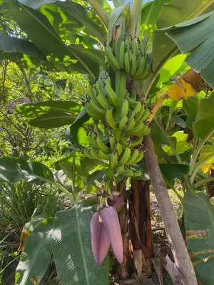 Jardín al aire libre en Habitación Privada Sol - Aldea Corazón - StarLink