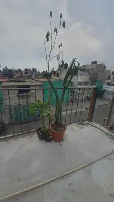 Plano de Casitas