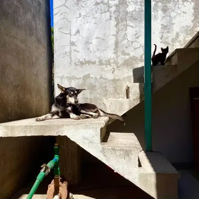 Mascotas con sus dueños en Casa Libertad
