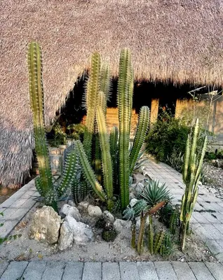 Jardín al aire libre en cabaña a pasos del mar en la costa