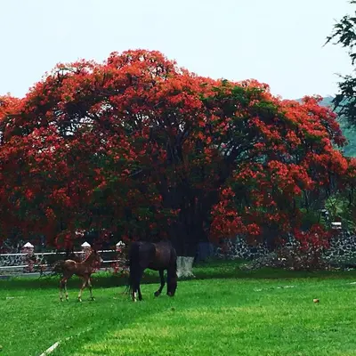 Animales en la casa o chalet o alrededores