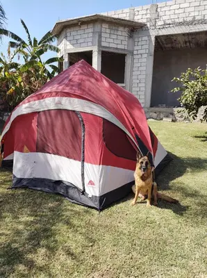 Mascotas con sus dueños en Nada y acampa con tus perritos