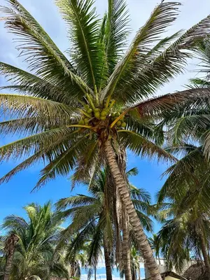Plano de Beachfront Paradise Boutique Hotel - Breeze Room ll