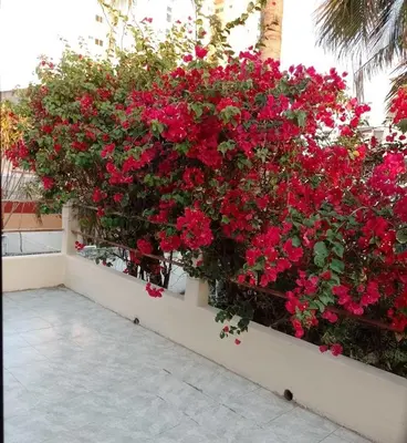 Jardín al aire libre en Cozy little beach house