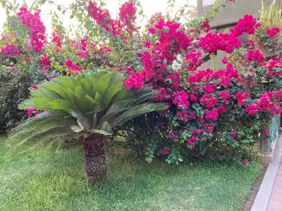 Jardín al aire libre en hotel las olas zicatela 2