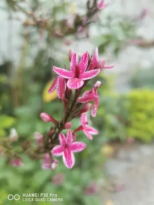 Jardín al aire libre en Casa Amor'e
