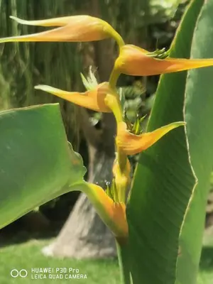 Animales en la casa o chalet o alrededores