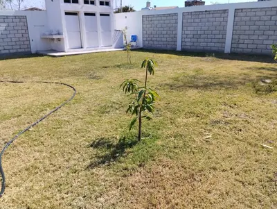 Jardín al aire libre en Casa sola