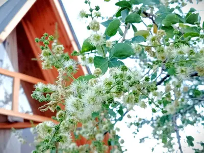 Jardín al aire libre en Private cabin in Oaxaca