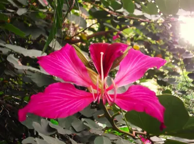 Jardín al aire libre en Areté