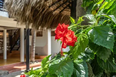 Jardín al aire libre en Il Gatto Rosso