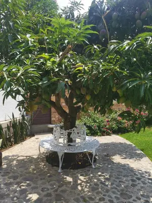 Jardín al aire libre en Casa Manolo