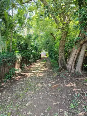 Jardín al aire libre en Portal Azahualco Bungalow 1 close to the mountain
