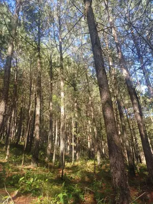Paisaje cerca de este apartamento