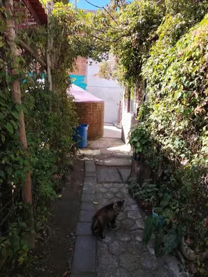 Mascotas con sus dueños en Cuatro Rumbos Hospedaje
