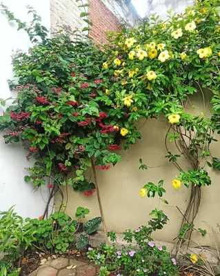 Jardín al aire libre en Hotel Entre Amigos Oaxaca Centro