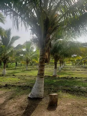 Jardín al aire libre en Villa El Lago en Villas Camino Real cerca de las dunas de Chachalacas
