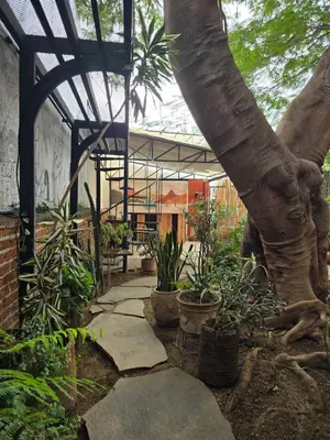 Jardín al aire libre en Casa del Árbol Hostel Xochimilco