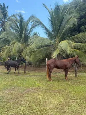 Animales en el hotel o alrededores
