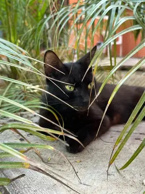 Mascotas con sus dueños en Casa Nawara