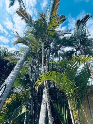 Plano de El Telòn