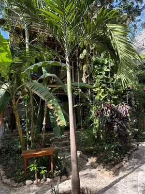 Jardín al aire libre en la baxada mazunte