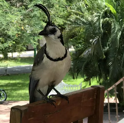 Animales en el bed & breakfast o alrededores