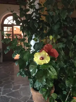 Jardín al aire libre en Villa de Dos Armadillos
