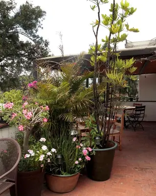 Jardín al aire libre en La Cochinilla Hotel Boutique