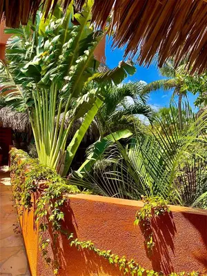 Jardín al aire libre en Hotel Casa Mixteca