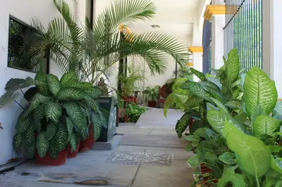 Jardín al aire libre en Hotel Arrecife Huatulco Plus
