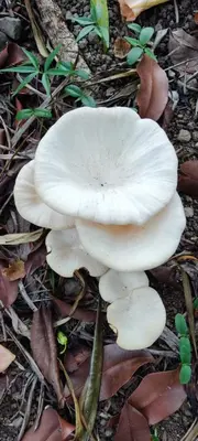 Plano de Posada Los Chaneques Catemaco