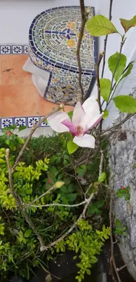 Jardín al aire libre en Hotel Magnolia cuetzalan