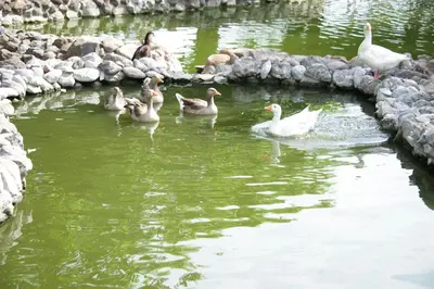 Animales en el hotel o alrededores