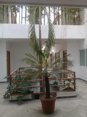 Plano de Palmas de Chahue