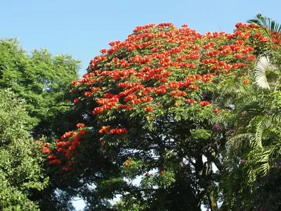 Jardín al aire libre en Las Casitas Tepoztlán