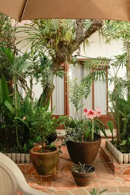 Jardín al aire libre en Posada Galeria Alberto Sedas