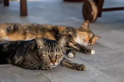 Mascotas con sus dueños en Casa Kalmar