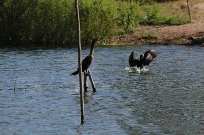 Animales en el hotel o alrededores