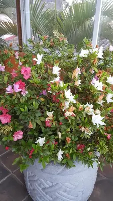 Jardín al aire libre en Hotel Posada San Jerónimo
